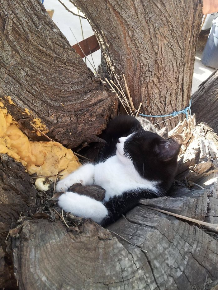 貓咪樹上睡姿