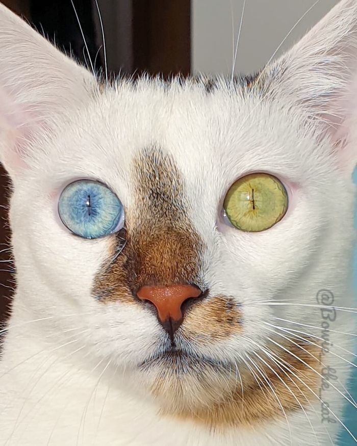 异色瞳猫