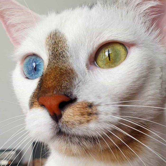 异色瞳猫