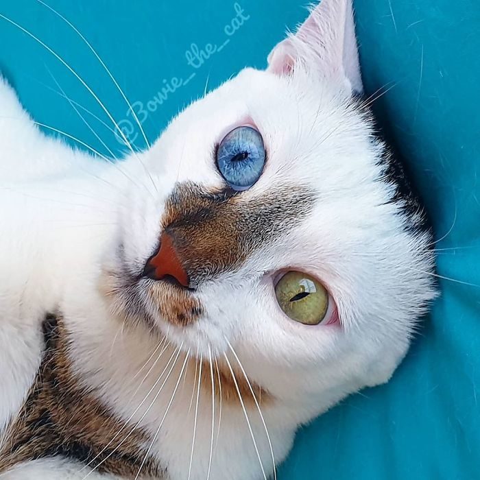 異色瞳貓