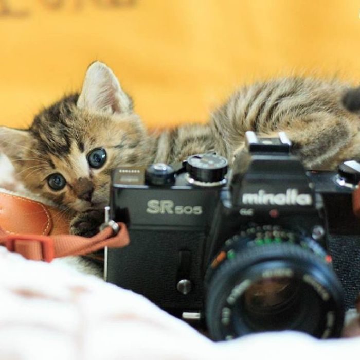 貓跟相機
