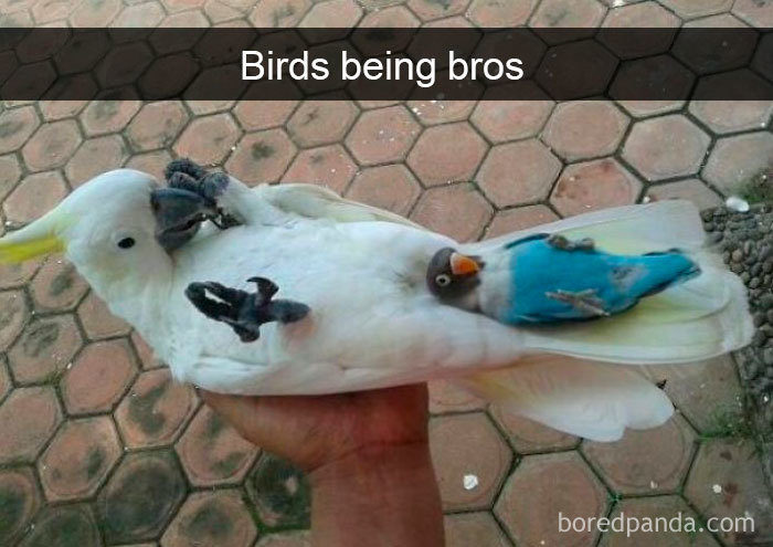 搞笑鳥鳥