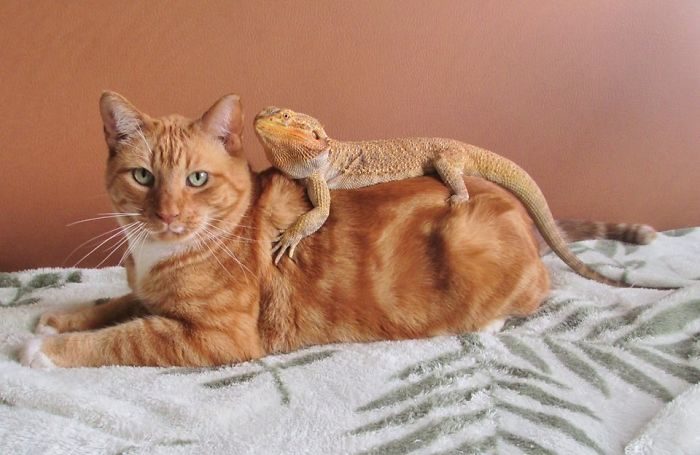 猫与蜥蜴