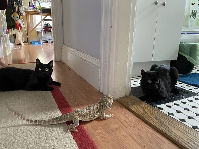 貓與蜥蜴
