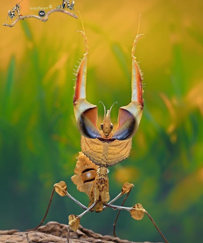 螳螂摄影