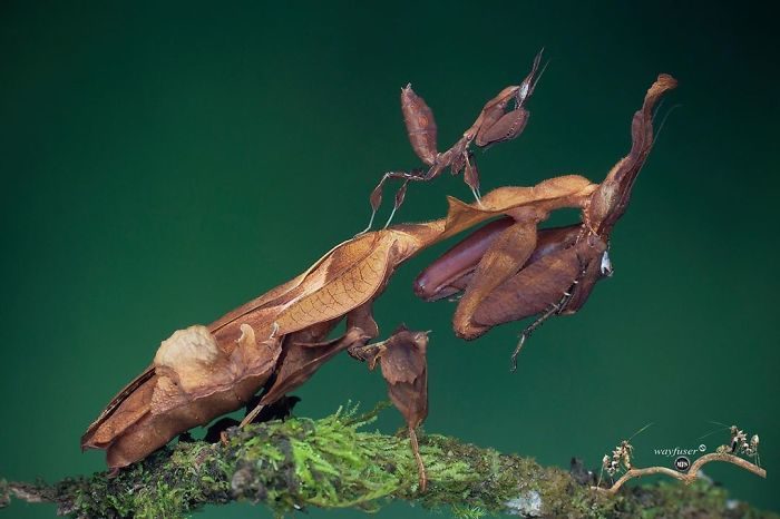 螳螂攝影