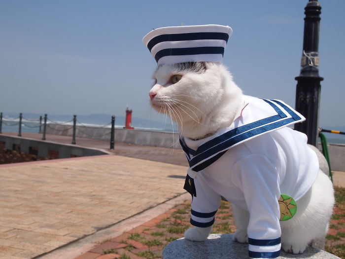 貓咪cosplay動漫人物