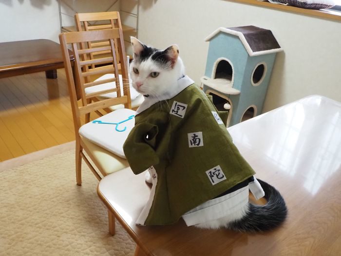 貓咪cosplay動漫人物
