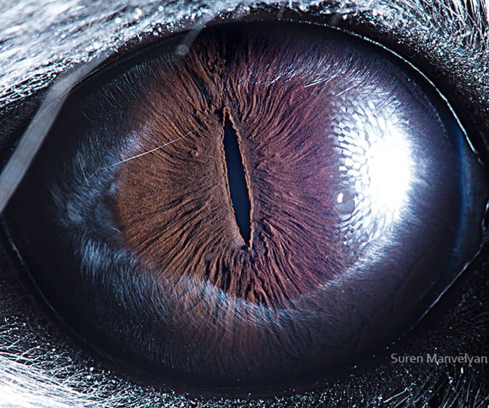 31種「動物眼球被放大」驚人照　蝸牛「芝麻眼球」超詭異