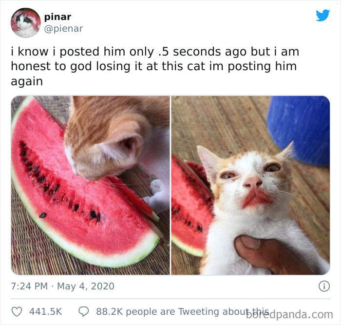 貓偷吃不擦嘴