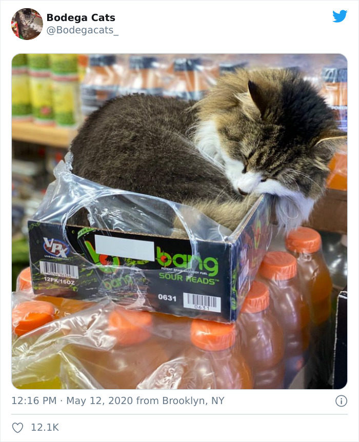 猫占领超市