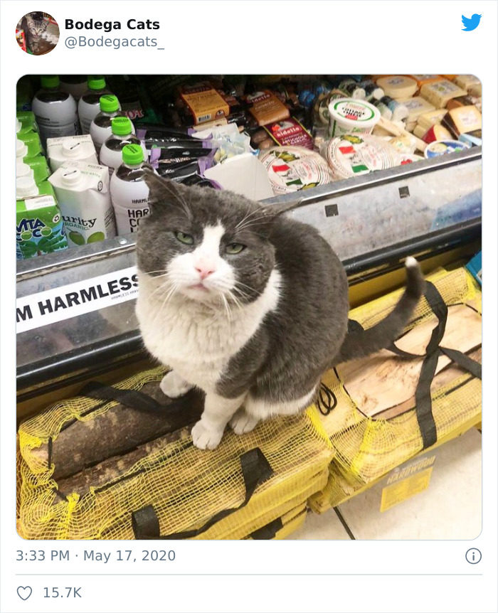 猫占领超市