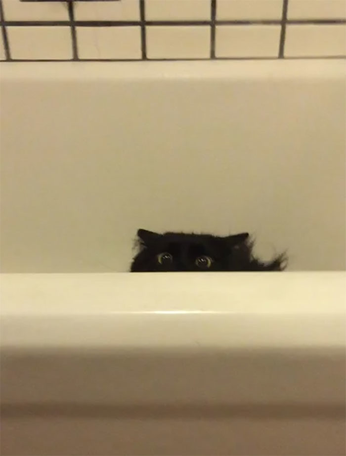 貓咪偷看洗澡