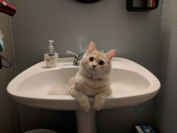 貓咪偷看洗澡