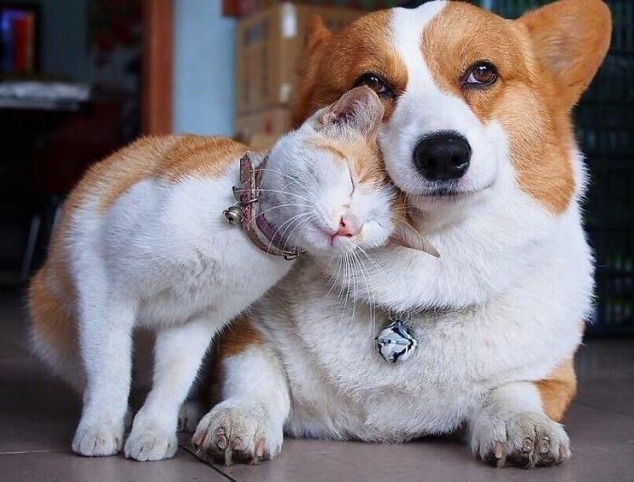 动物友情