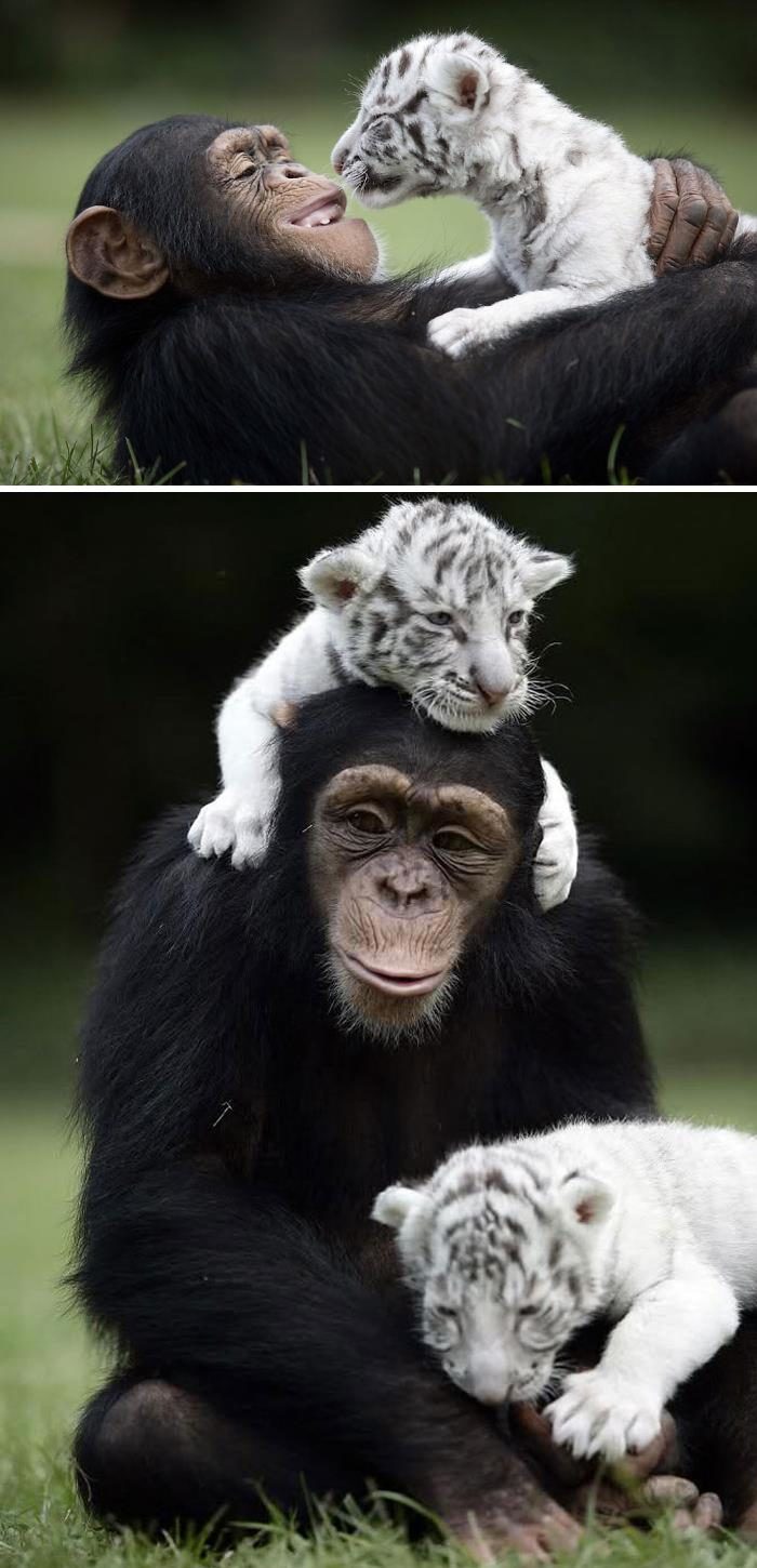 动物友情
