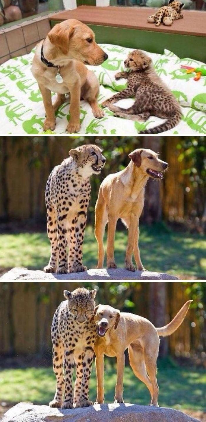 動物友情