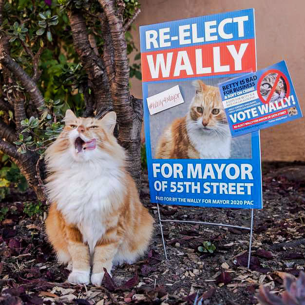 貓狗選市長