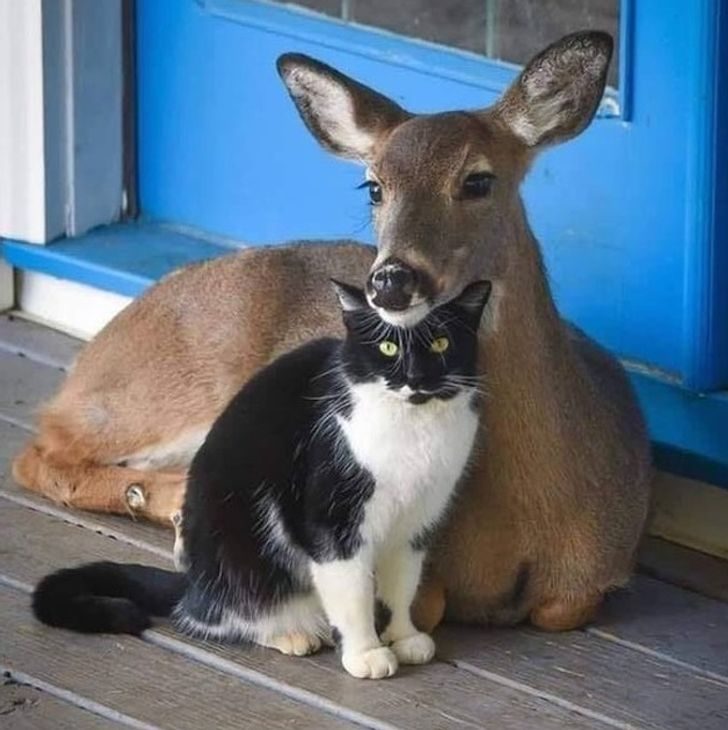 动物跨族群友谊