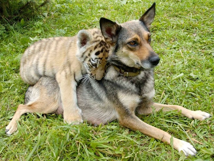 动物跨族群友谊