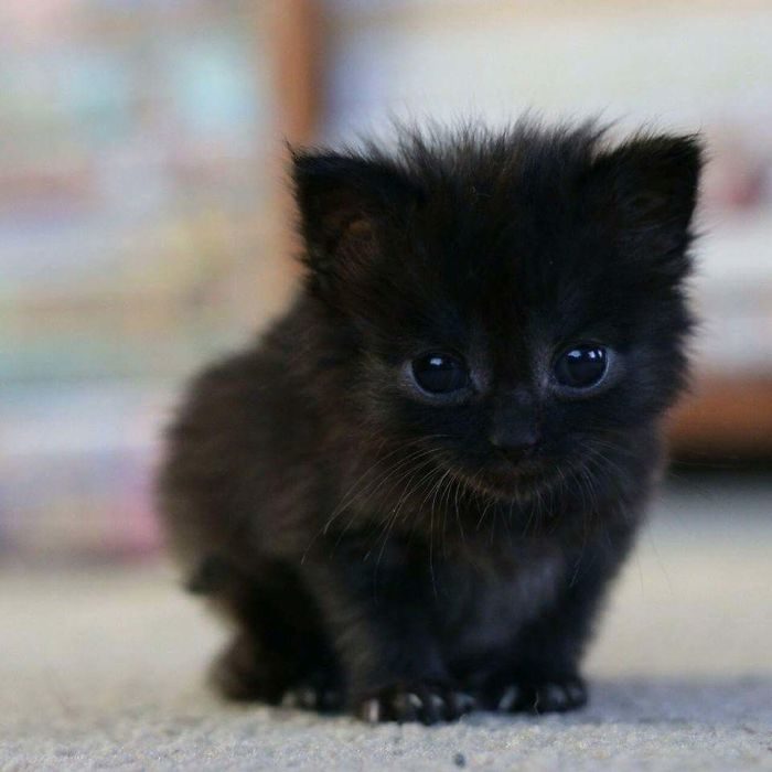 黑猫很赞