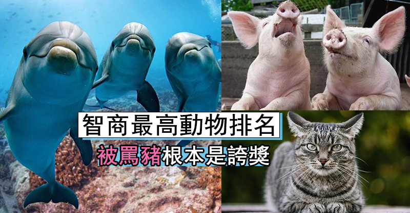 全球 最聰明動物 Top 10 第1名 智商快超越人類