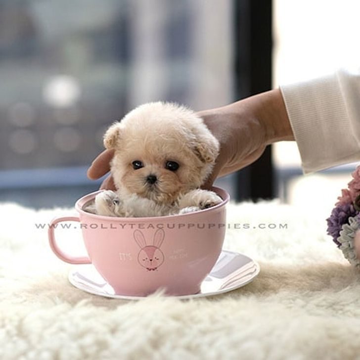 可愛茶杯犬