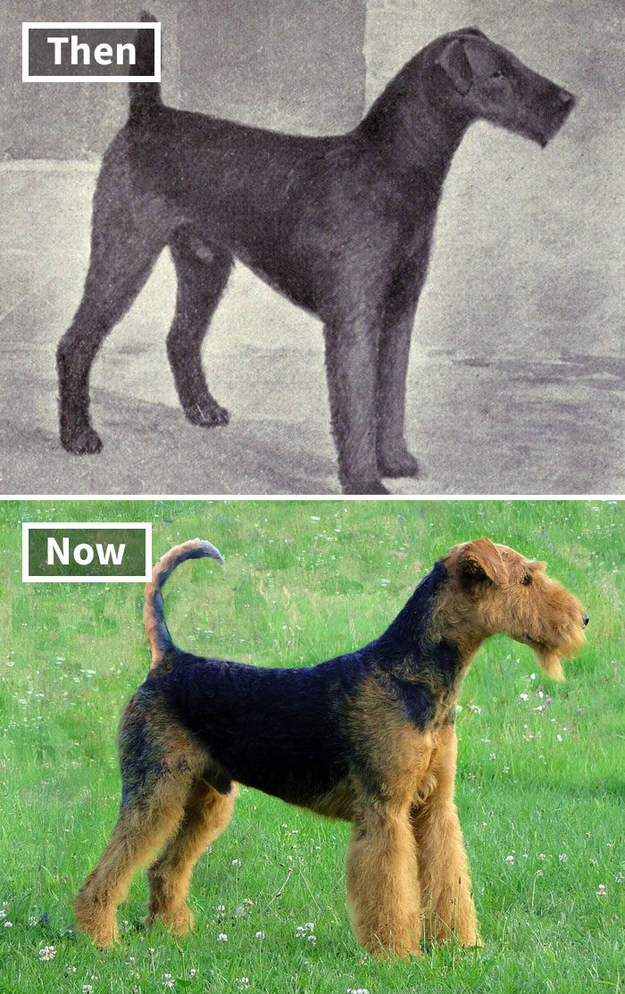 狗进化