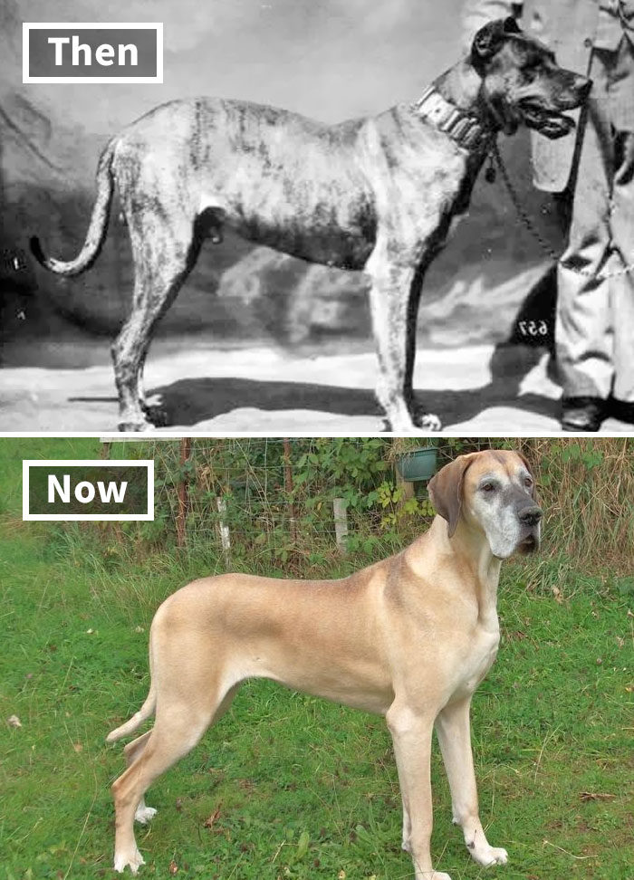 狗进化