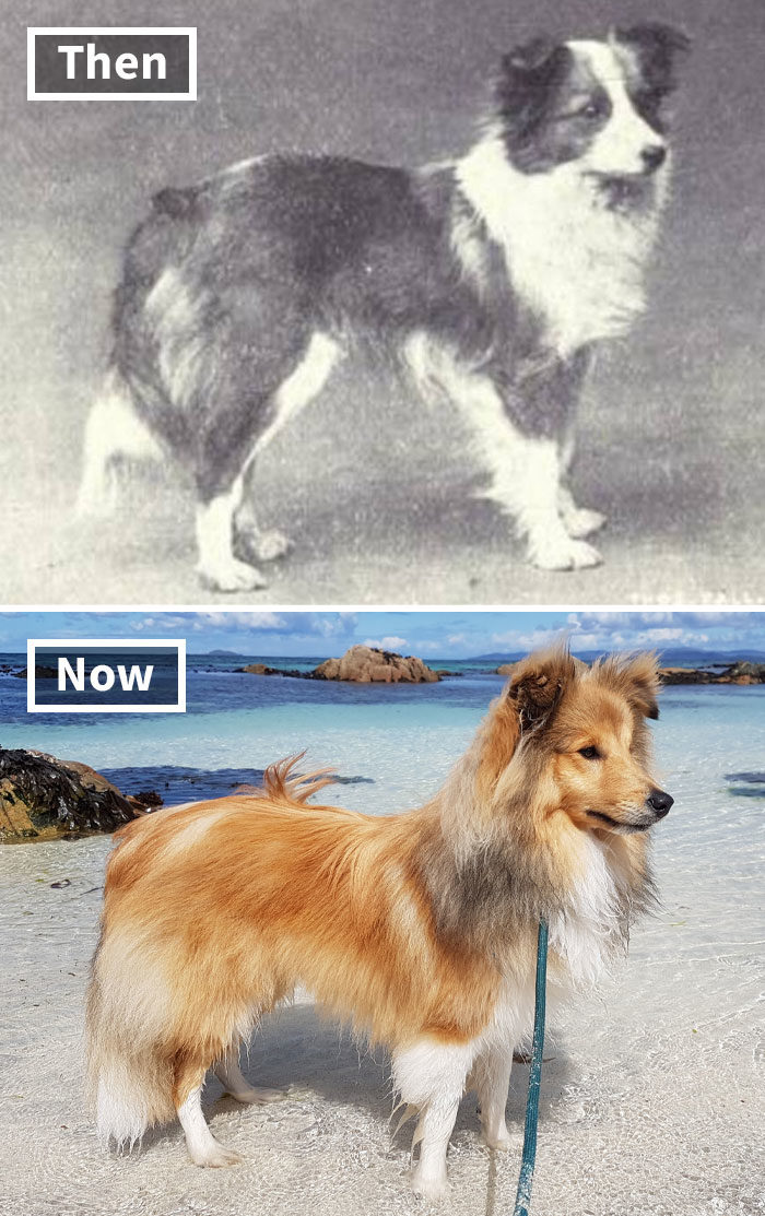 狗進化