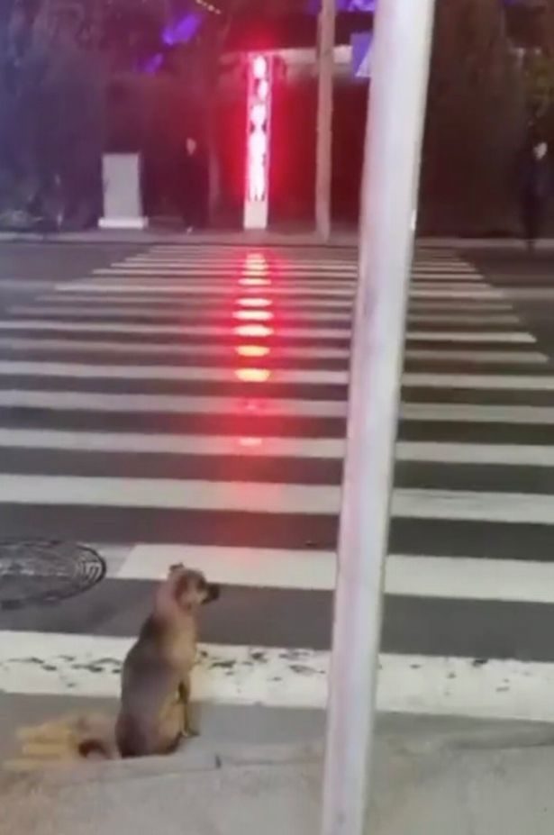 狗過馬路