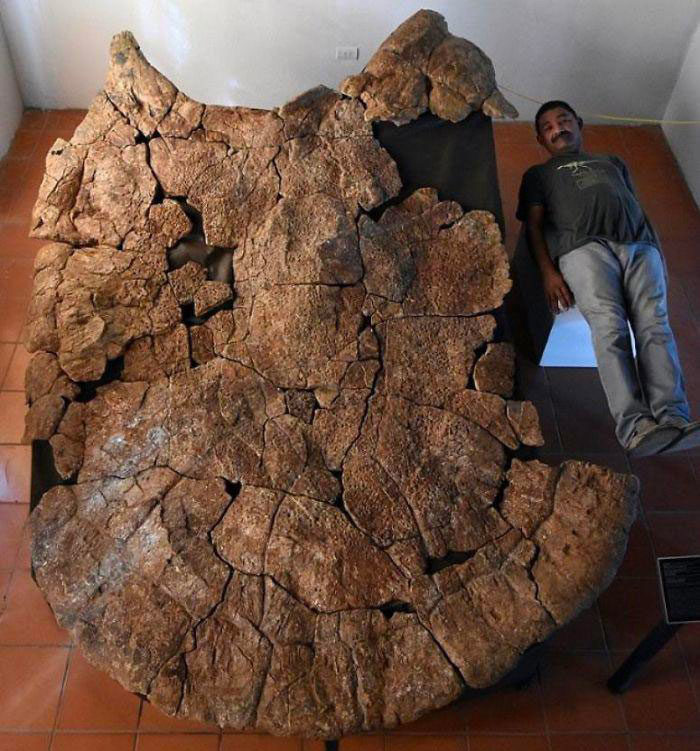 珍奇化石