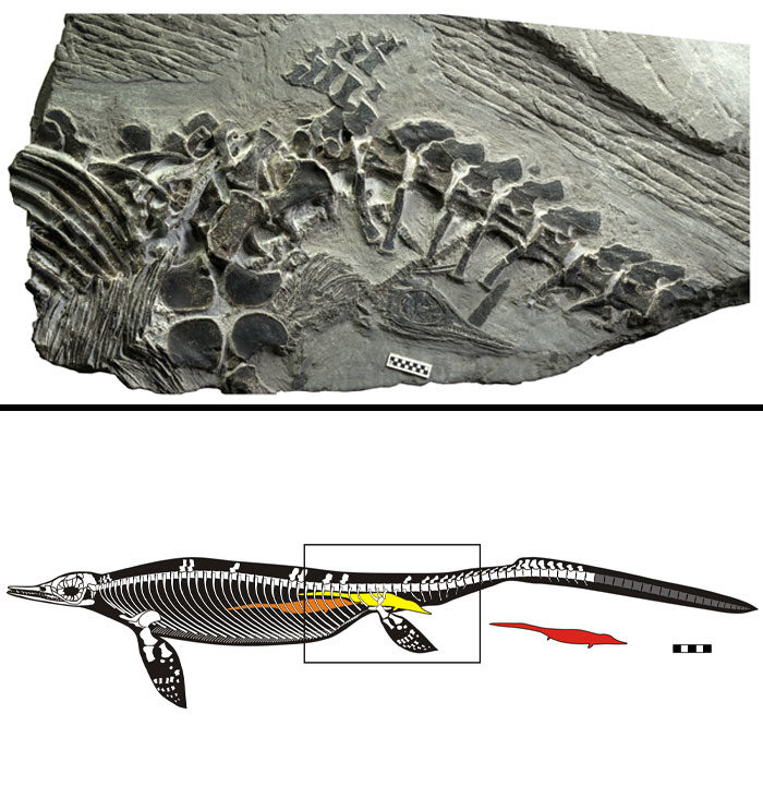 珍奇化石