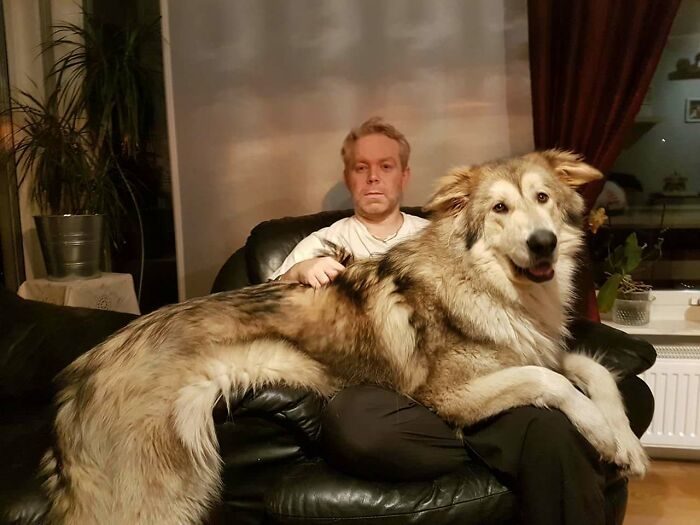 巨型狗狗
