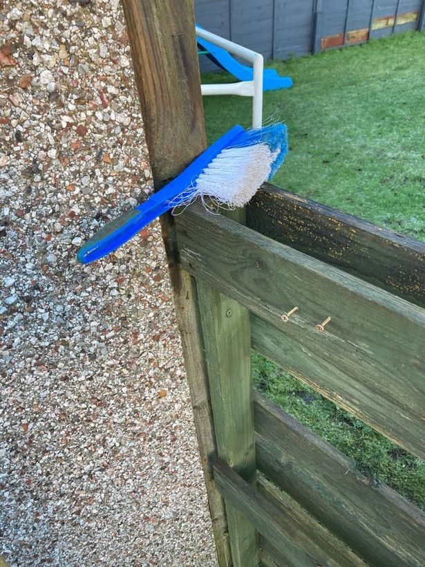 藍白色鳥鳥