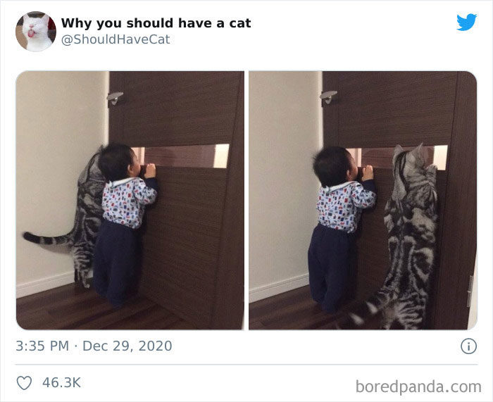 該不該養貓