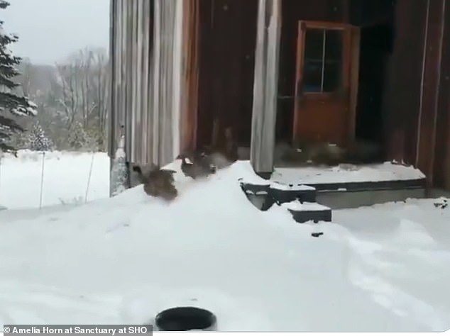 鸭鸭玩雪冲回屋