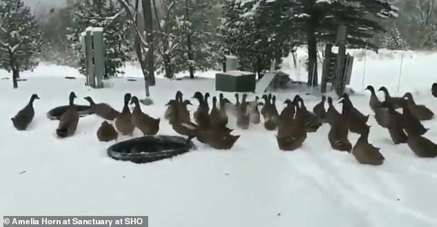 鸭鸭玩雪冲回屋