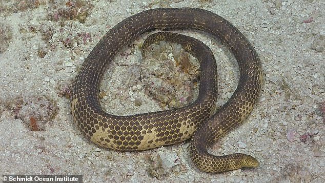 澳洲短鼻海蛇