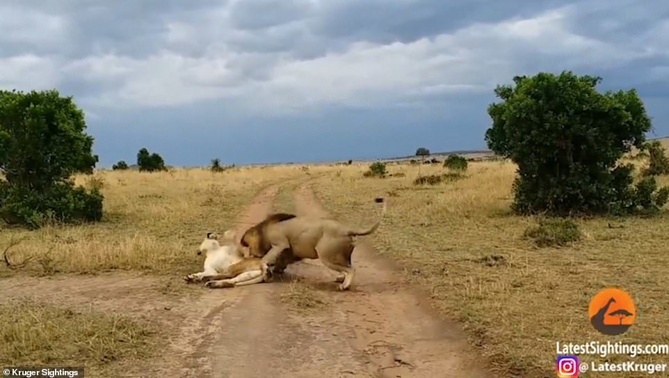母獅起床氣