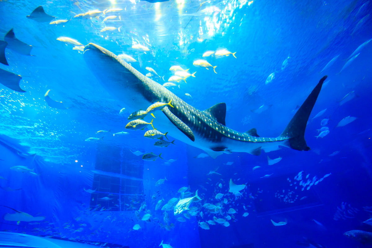 沖繩水族館母鯨鯊病逝